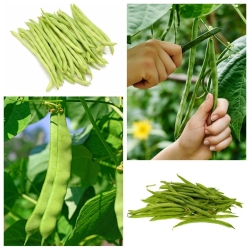 Fasola zielonostrąkowa - zestaw 4 odmian nasion warzyw