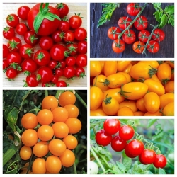 Pomidor koktajlowy - zestaw 5 odmian nasion warzyw