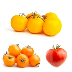Pomidor wysoki - zestaw 2 - 3 odmiany nasion warzyw