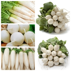 Rzodkiewka biała - zestaw 5 odmian nasion warzyw
