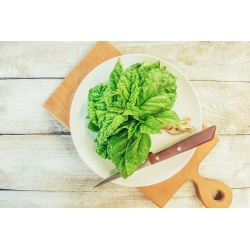 Kuchnie Świata - Bazylia sałatowa - Lettuce Leaved
