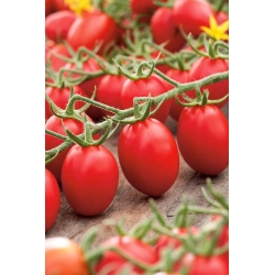 Pomidor gruntowy karłowy Lambert - średniowczesny, bardzo plenny, doskonały na przeciery