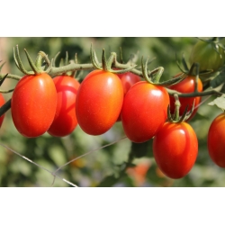 Pomidor gruntowy karłowy Granit - średniopóźny, twarde owoce