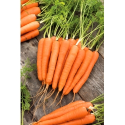 Marchew Lenka - średnio wczesna - 50 gram - 42500 nasion