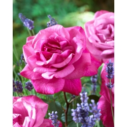 Róża wielkokwiatowa jasnoróżowa (fuksja) - sadzonka z bryłą korzeniową