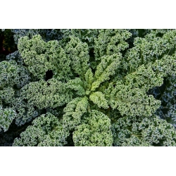 BIO Jarmuż Westlandse Herfst - certyfikowane nasiona ekologiczne