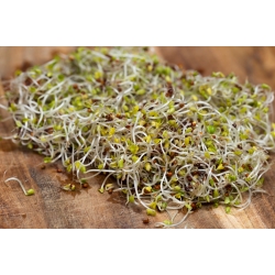 BIO Nasiona na kiełki -  Brokuł Raab - certyfikowane nasiona ekologiczne
