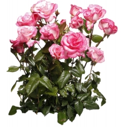 Róża parkowa biało-różowa - sadzonka z bryłą korzeniową