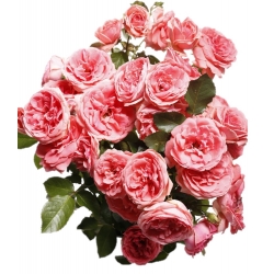 Róża rabatowa różowa - sadzonka z bryłą korzeniową