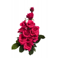 Róża wielkokwiatowa ciemnoróżowa - sadzonka z bryłą korzeniową