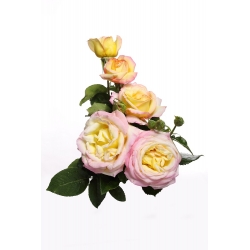 Róża wielkokwiatowa cytrynowo-różowa - sadzonka z bryłą korzeniową