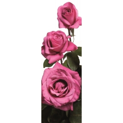 Róża wielkokwiatowa różowa - sadzonka z bryłą korzeniową