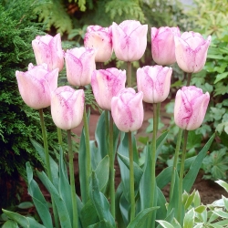 Tulipan Shirley - 5 cebulek