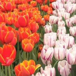Zestaw 2 odmian tulipanów - 30 szt.