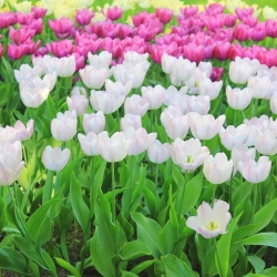 Tulipan biały + różowy - zestaw 30 szt.