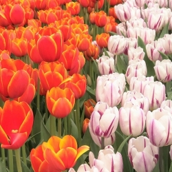 Zestaw tulipanów w kolorze czerwonym i biało-fioletowym - 50 szt.