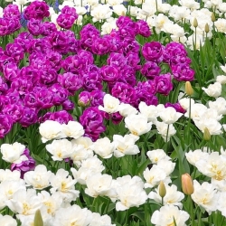 Zestaw tulipanów pełnych - fioletowych i białych - 50 szt.