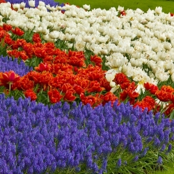 Zestaw tulipan pełny pomarańczowy i biały z szafirkiem niebieskim - 50 szt.