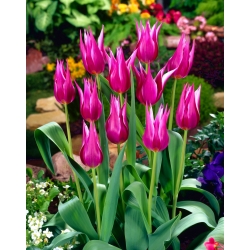 Tulipan liliokształtny Maytime - 5 cebulek