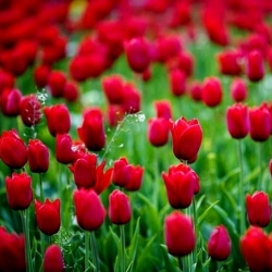 Tulipan Spring Song - opak. 5 szt.