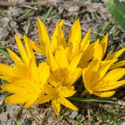 Sternbergia - żółty zimowit - duża paczka! - 20 szt.