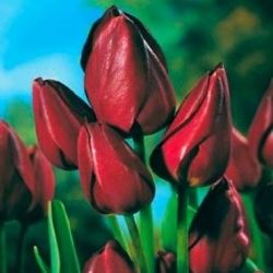 Tulipan Wallflower - opak. 5 szt.