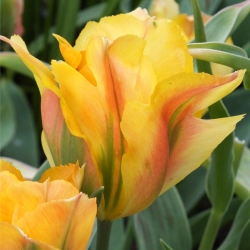 Tulipan Golden Artist - 5 cebulek