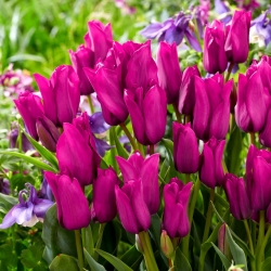 Tulipan Purple Bouquet - opak. 5 szt.