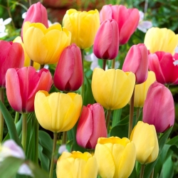 Zestaw tulipanów w kolorze różowym i żółtym - 50 szt.