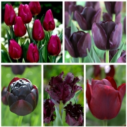 Zestaw tulipanów o ciemnych kwiatach - 50 szt.