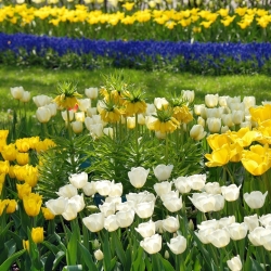 Zestaw - korona cesarska żółta i tulipany - biały i żółty - 12 szt.