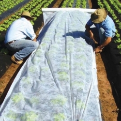 Agrowłóknina biała wiosenna - 1,60 m x 5,00 m - Megran