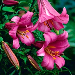 Lilia trąbkowa Pink Perfection - 1 cebula