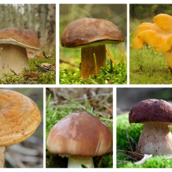 Zestaw grzybów pod sosny - 6 gatunków - grzybnia
