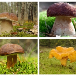 Zestaw grzybów pod świerki - 4 gatunki - grzybnia