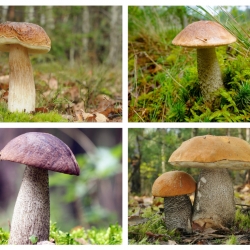 Zestaw grzybów pod brzozy - 4 gatunki - grzybnia