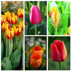 Tulipan pojedynczy wczesny - zestaw odmian w różnych kolorach - 50 szt.