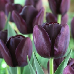 Tulipan Queen of Night - 5 cebulek