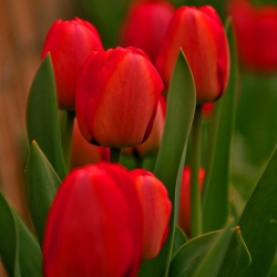 Tulipan czerwony Red - 50 cebulek - paczka XXL!