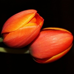 Tulipan pomarańczowy Orange - 50 cebulek - paczka XXL!