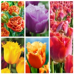 Tulipan strzępiasty - zestaw najbardziej atrakcyjnych odmian - 50 szt.