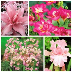 Kompozycja różowa - zestaw 4 gatunków roślin - 100 szt.