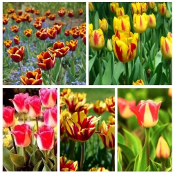 Tulipan Triumpha - odmiany o kwiatach dwukolorowych - zestaw II - 60 szt.