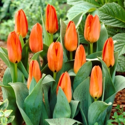 Tulipan niski pomarańczowy - Greigii orange - 5 cebulek