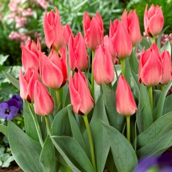 Tulipan niski różowy - Greigii pink - 5 szt.