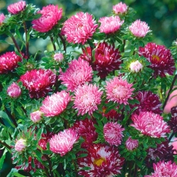 Aster karłowy - Ribbon Red - czerwony