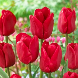Tulipan Ile de France - 5 cebulek