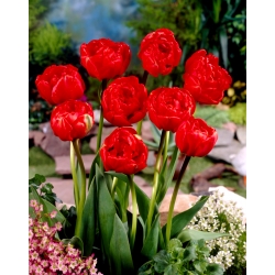 Tulipan pełny Miranda - opak. 5 cebulek