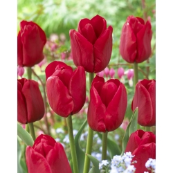 Tulipan Ile de France - 5 cebulek