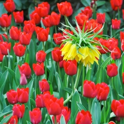 Zestaw - korona cesarska zółta i tulipan czerwony - 18 szt.